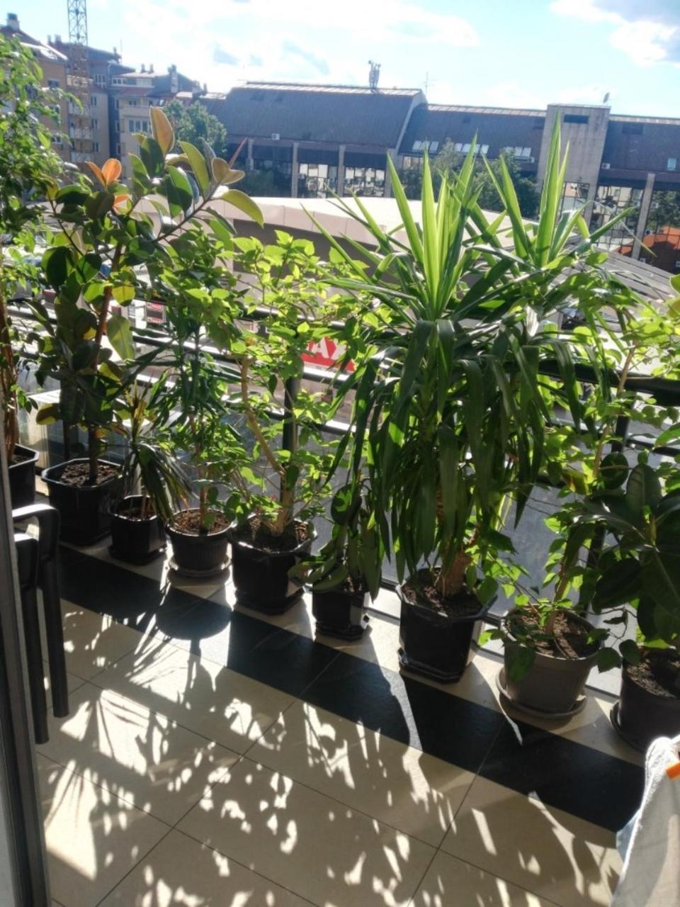 בלגרד Rooms And Apartments S מראה חיצוני תמונה
